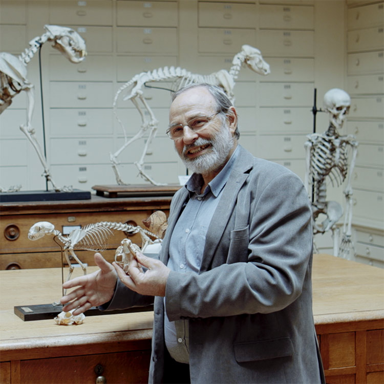 jean-denis vigne chat cat documentaire série